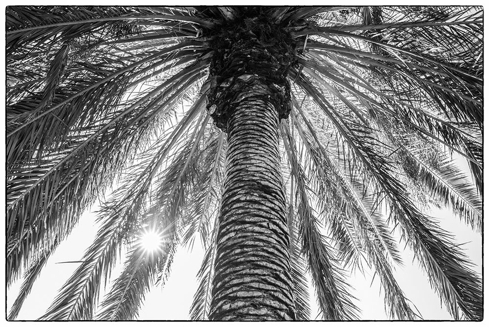 Canary Islands-Tenerife Island-Masca-palm tree
